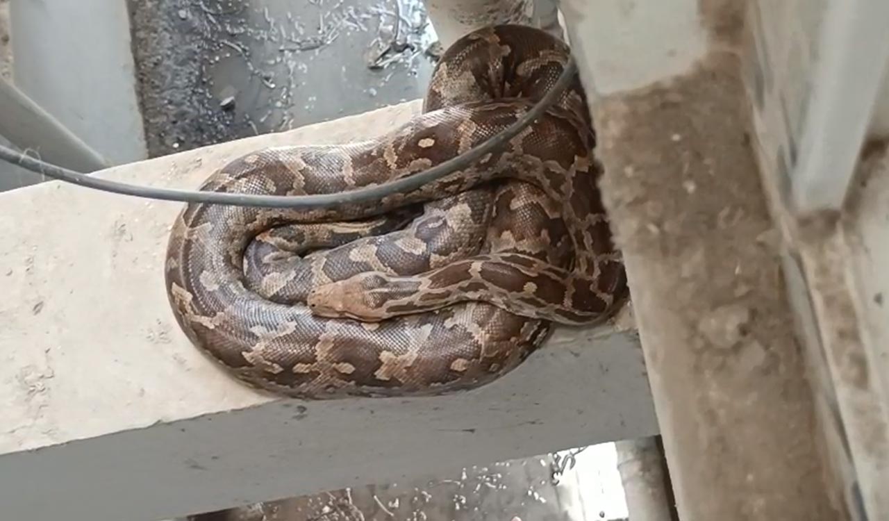 Watch: Big python spotted at Bachupally apartment, safely captured