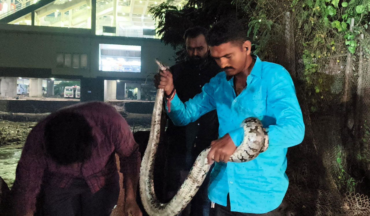 Commotion in Chaderghat as python spotted near Sai Baba Temple