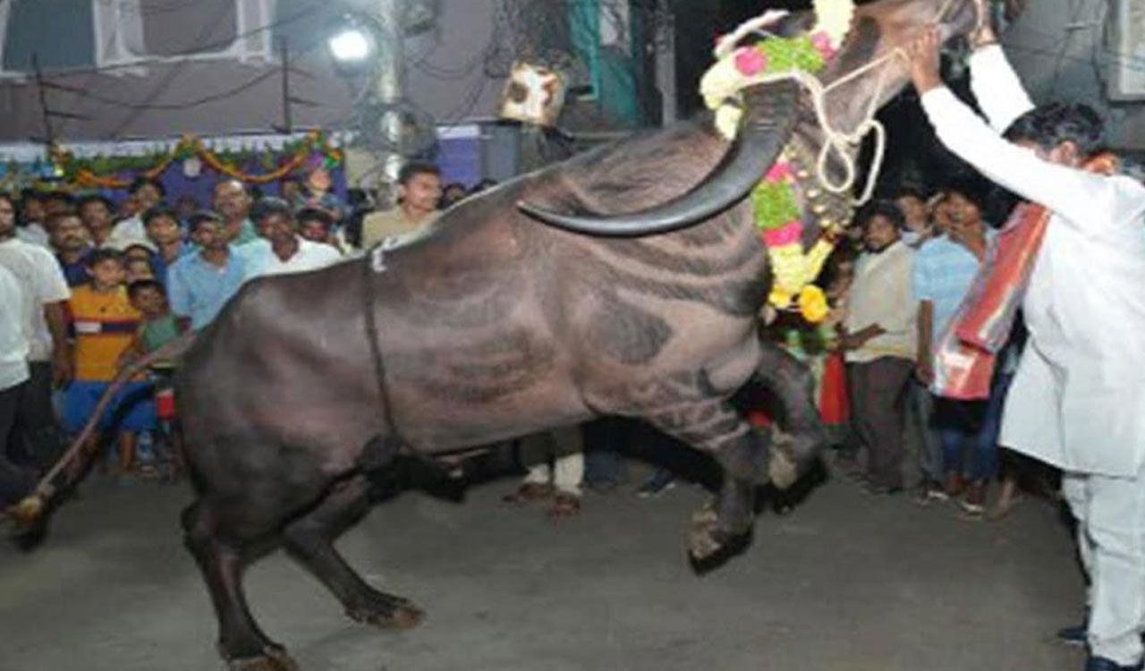Four injured as bull runs amok during Sadar Utsav in Madhura Nagar