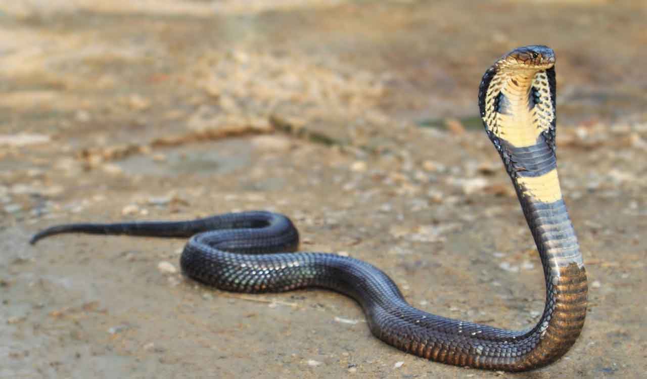 Kerala declares snakebite envenomation a disease of public health importance