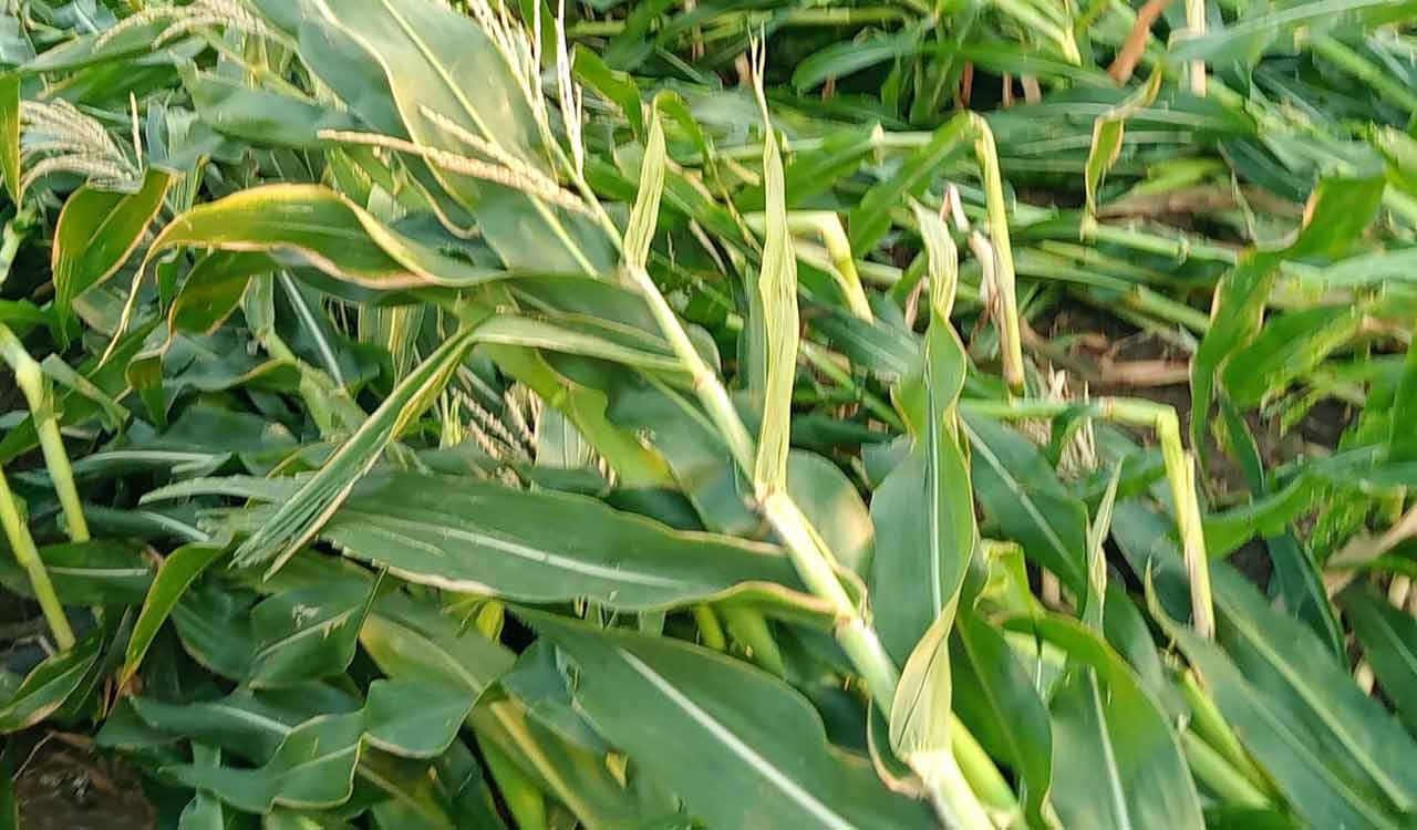 Heavy rains damage maize and paddy stocks in Warangal and Khammam