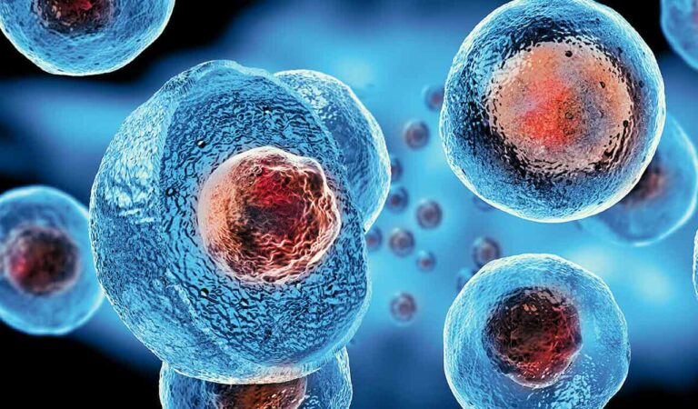 Stem Cell