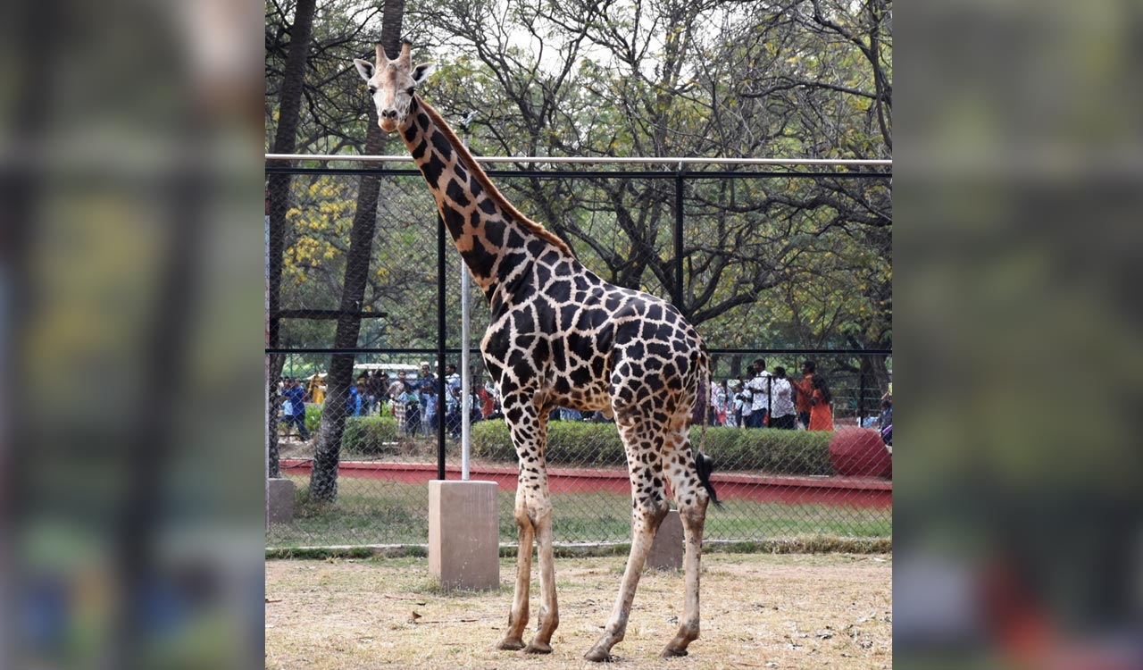 Sunny’s wait for partner to end as Hyderabad Zoo to get female giraffe