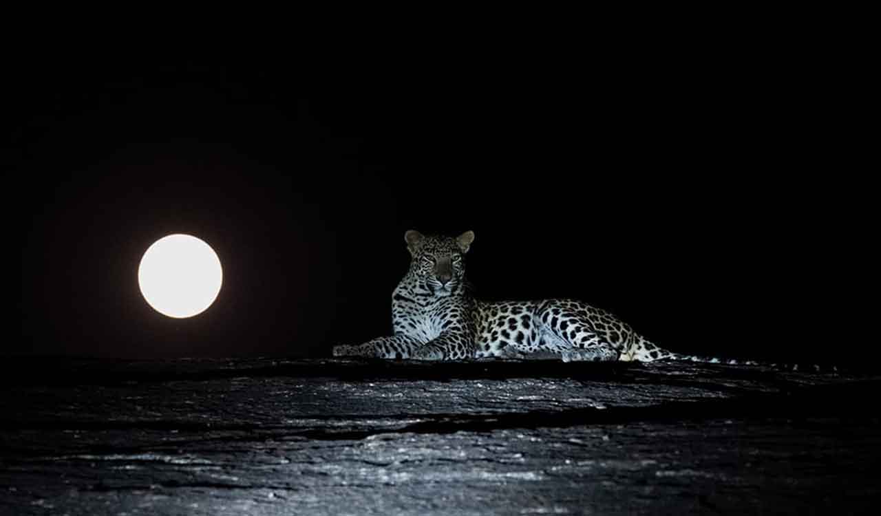 Hyderabad photographer Jeet Aman wins special award for leopard-full moon image