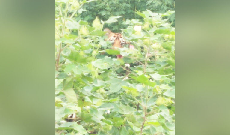 Tiger movement triggers panic among cotton farmers in Adilabad