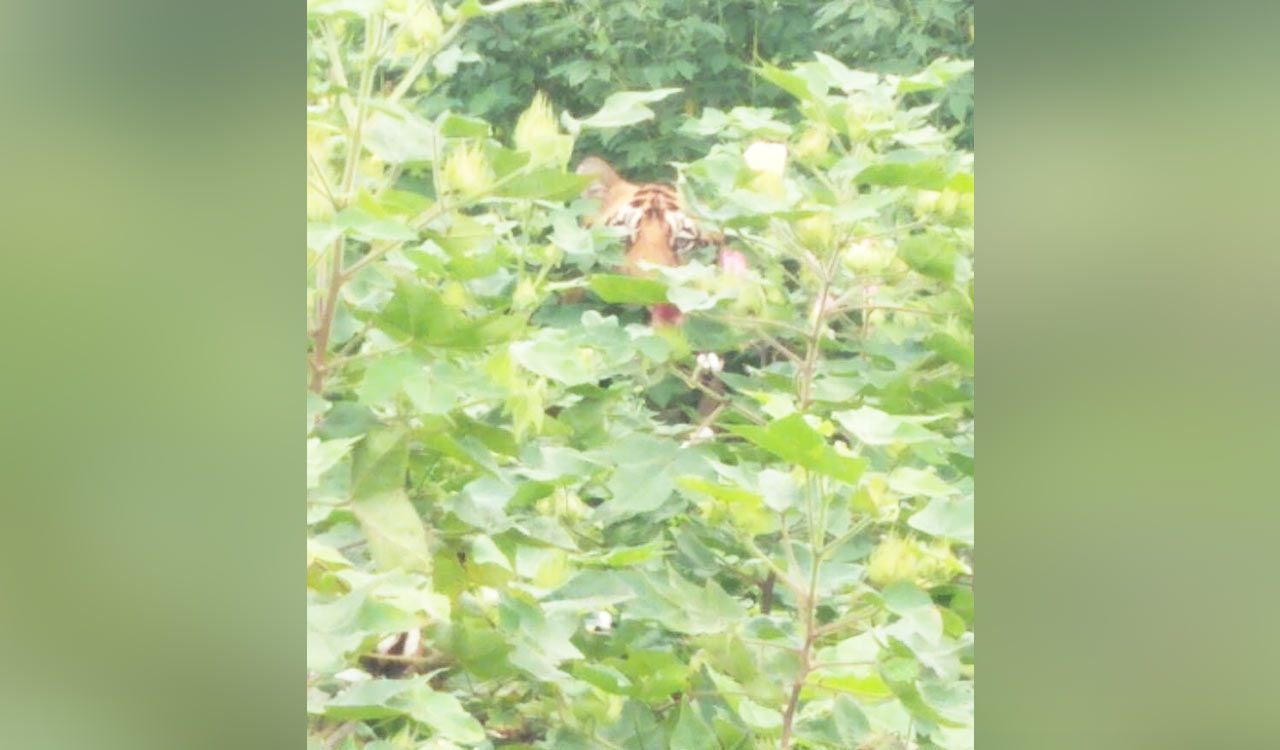 Tiger movement triggers panic among cotton farmers in Adilabad