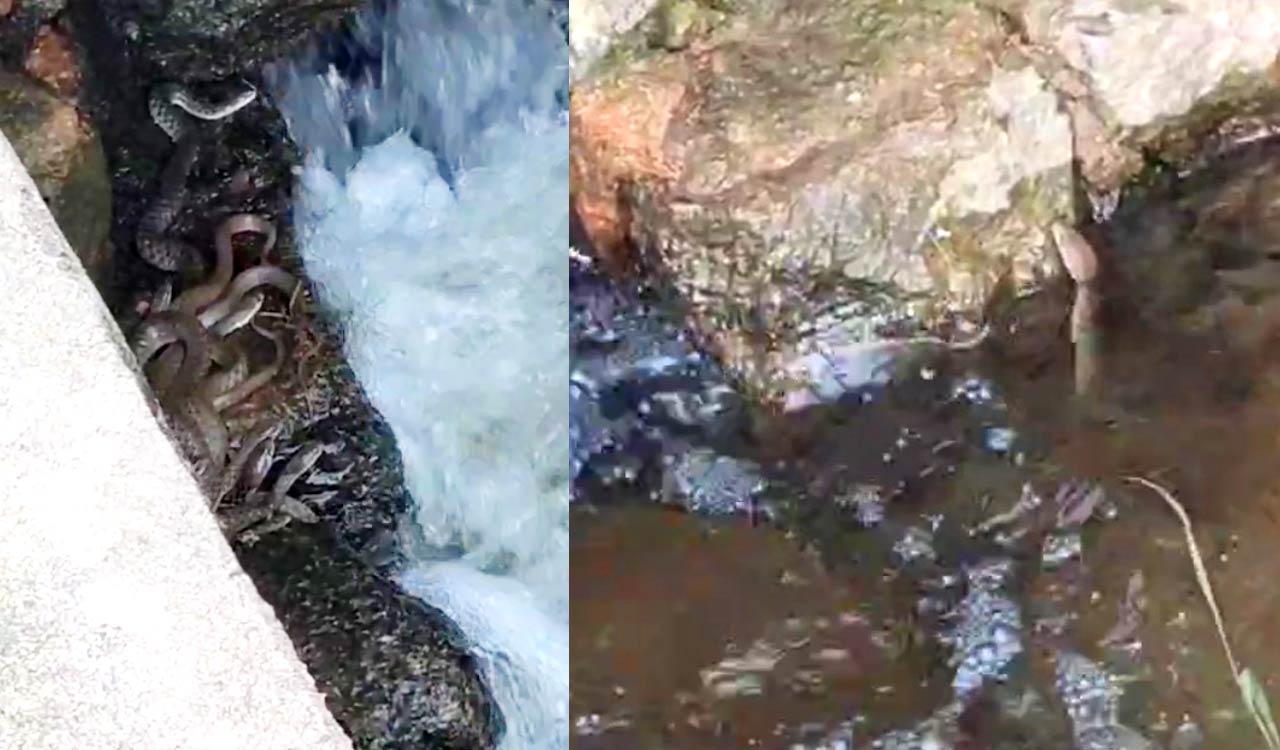 Watch: Snakes patiently wait for fish at Siddipet lake, video goes viral