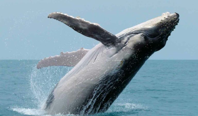 Whale