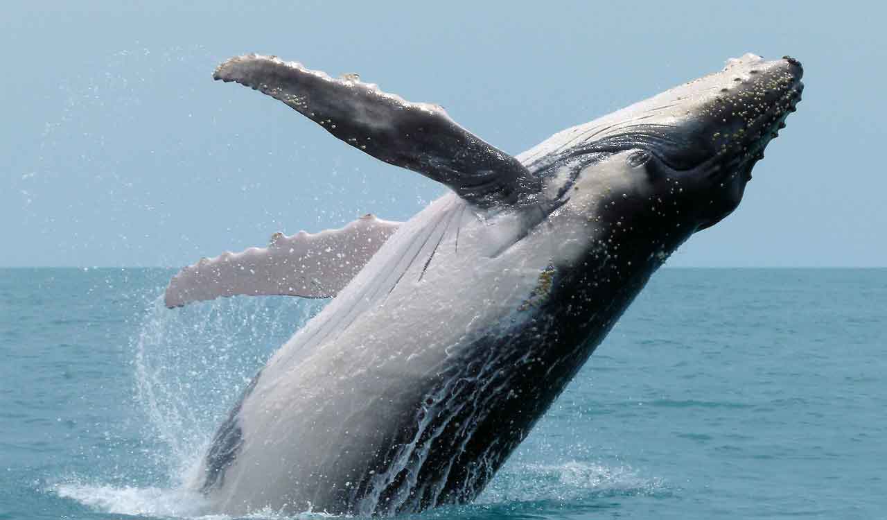 Southern right whales are having fewer calves: what this says about ocean health