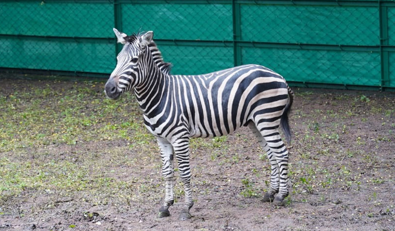 Zebras Released at Hyderabad Zoo on World Wildlife Week and Zoo Day
