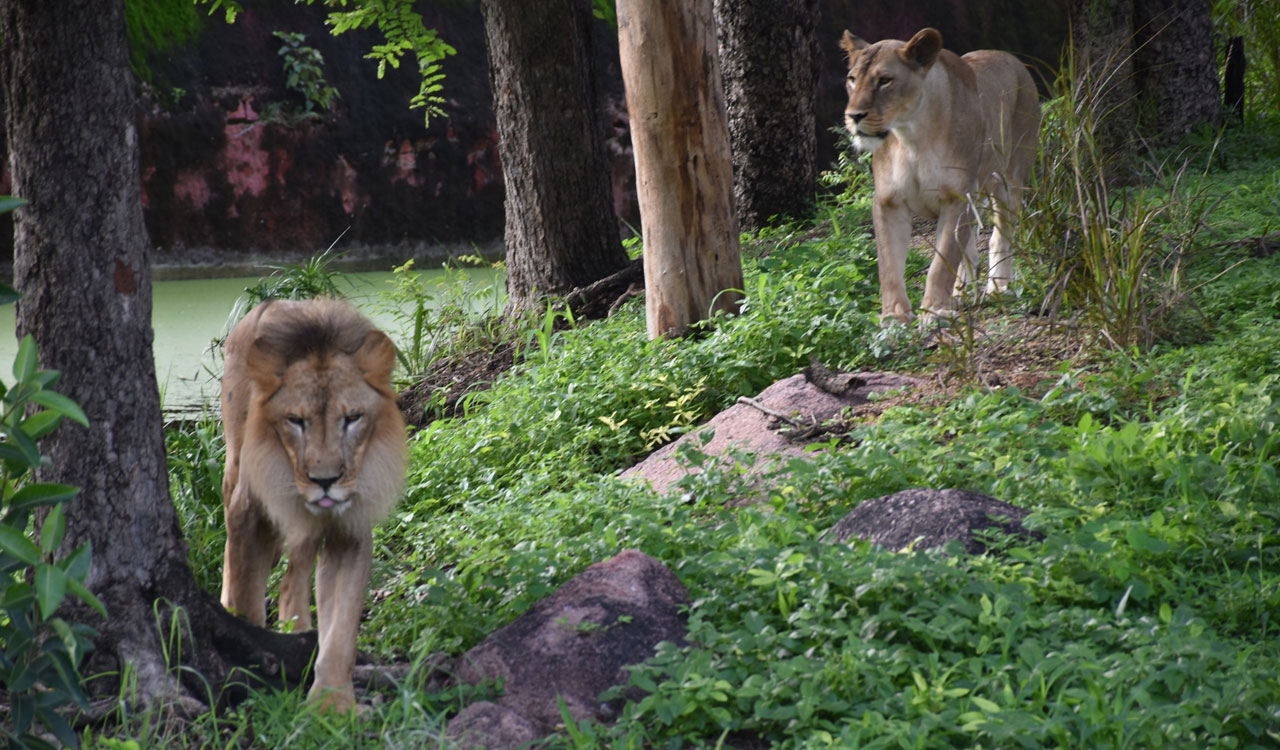 Asiatic Lions, Royal Bengal Tigers and Panthers get adopted at Hyderabad Zoo