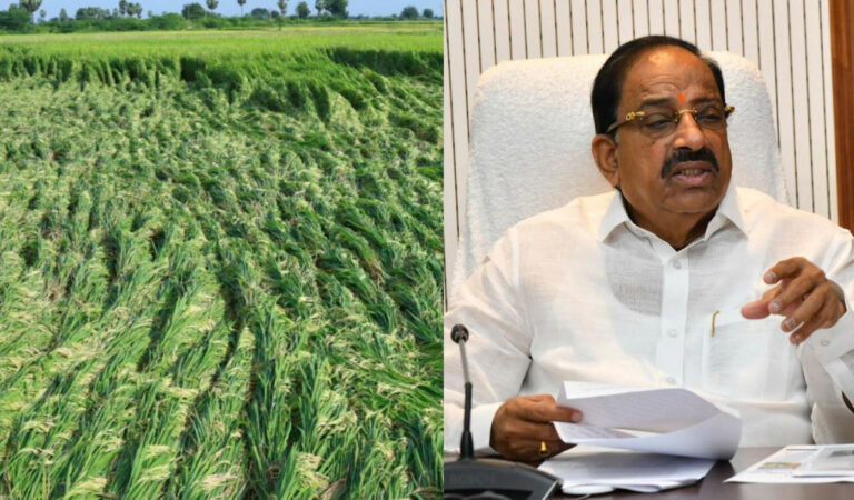 Cyclone Montha ravages 4.47 lakh acres of crops, over 2.5 lakh farmers hit in Telangana