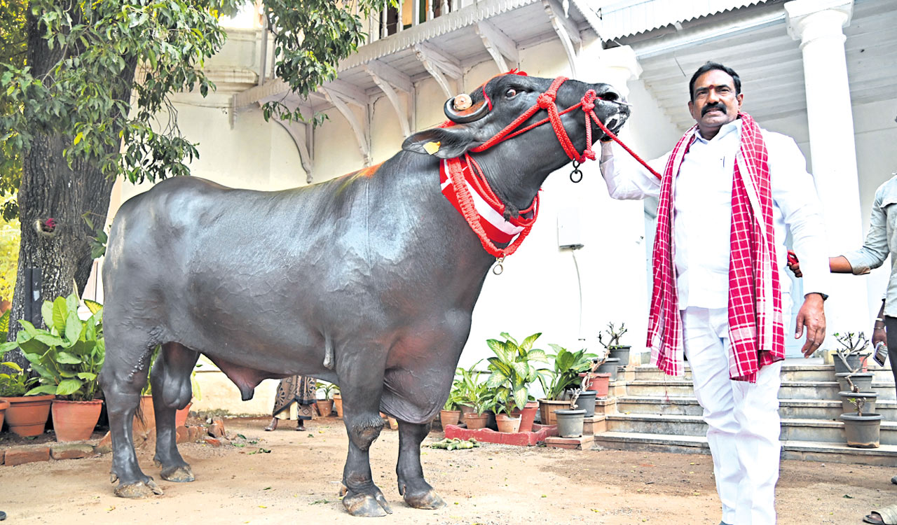 Hyderabad’s Sadar festival to feature giant bull Gholu-3 as star attraction