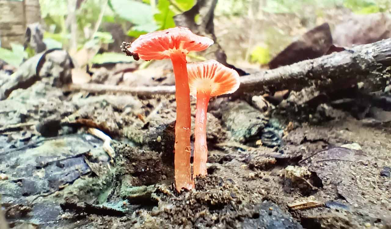 Rare fungi spotted for first time in Telangana’s Kawal Tiger Reserve