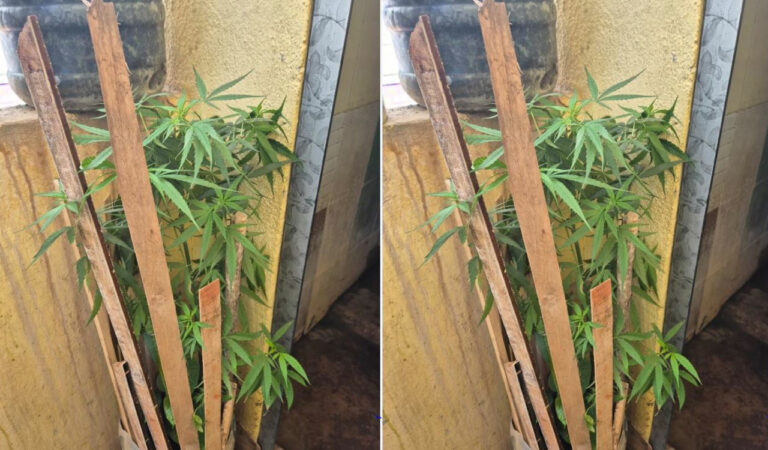 Man held for growing ganja plant at home in Sangagreddy