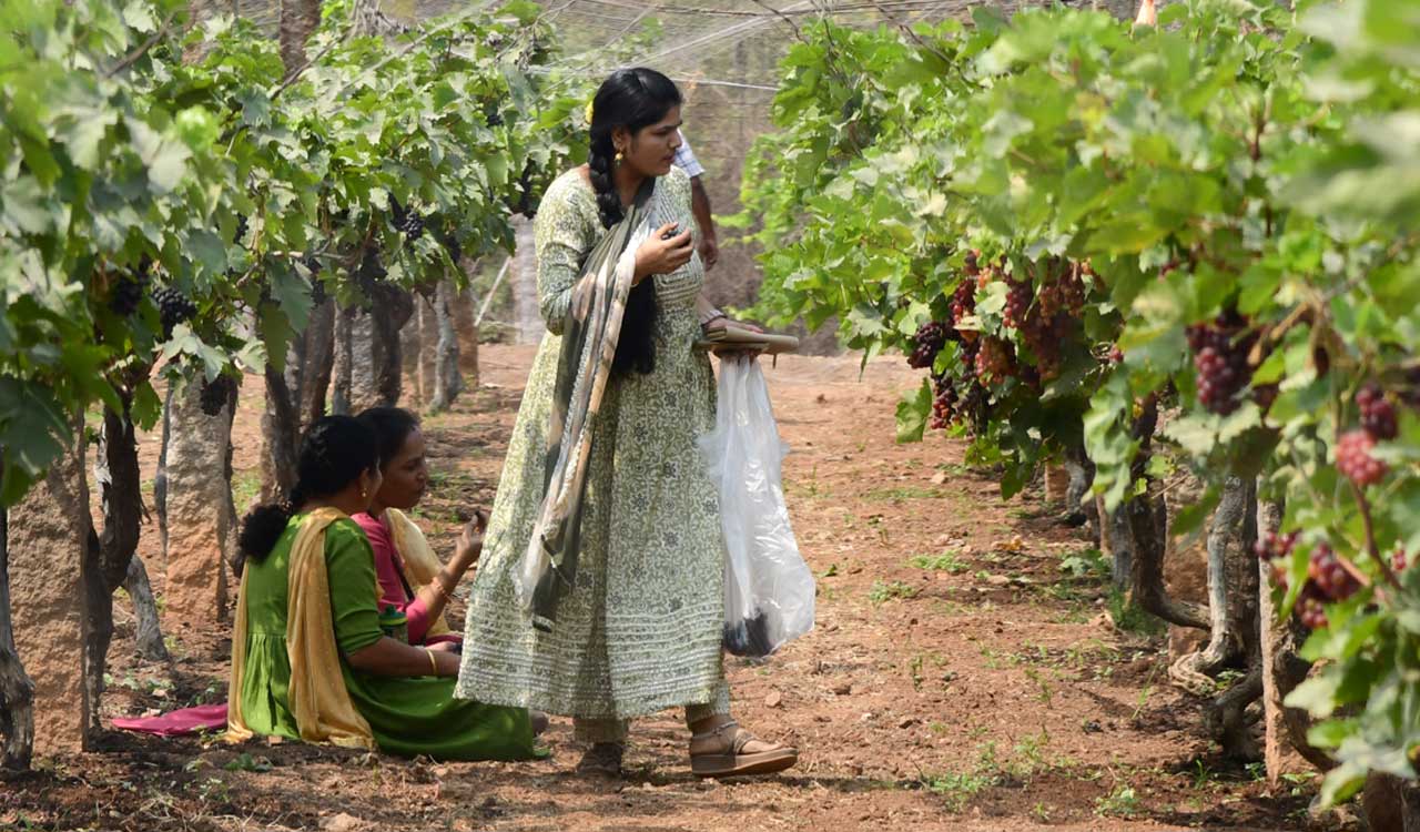 Telangana faces rising fruits production deficit