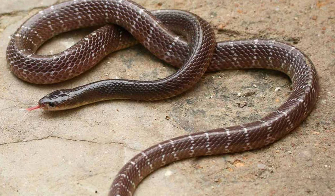 Degree student dies after snake bite in Peddapalli