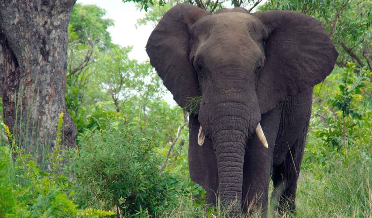 Woman, granddaughter trampled to death by wild elephants in TN’s Valparai