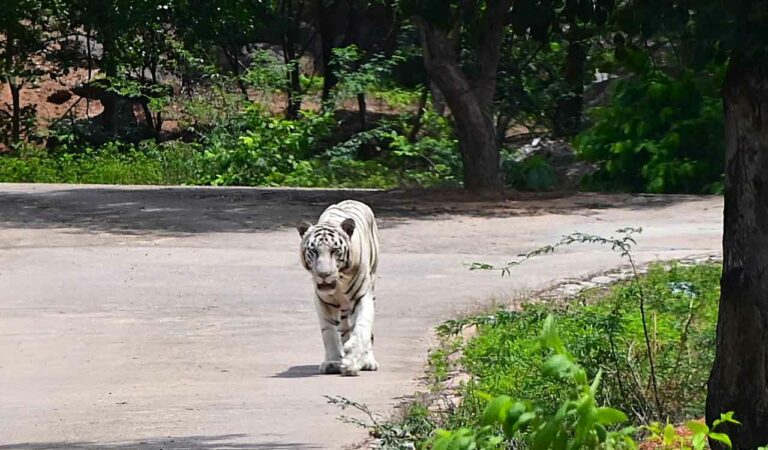 Zoo Safari