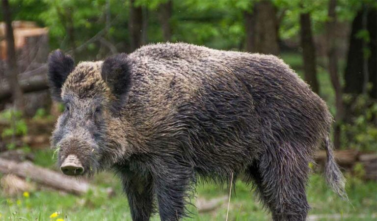 Wild boar rescued after falling into well in Asifabad