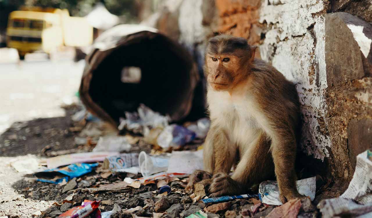Monkey menace sparks fear in Khanapur, residents plan protest