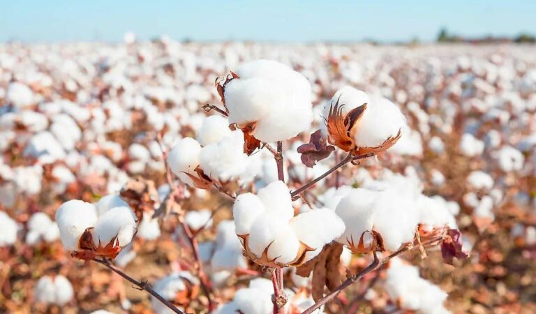 Telangana cotton crisis: CCI Chairman rushes to Hyderabad on Day 2 of ginning mill strike