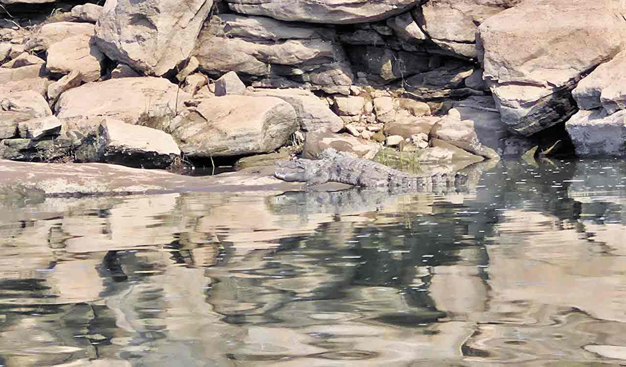 Shivvaram Sanctuary could become major tourist spot: Experts