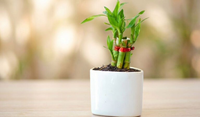 Lucky Bamboo