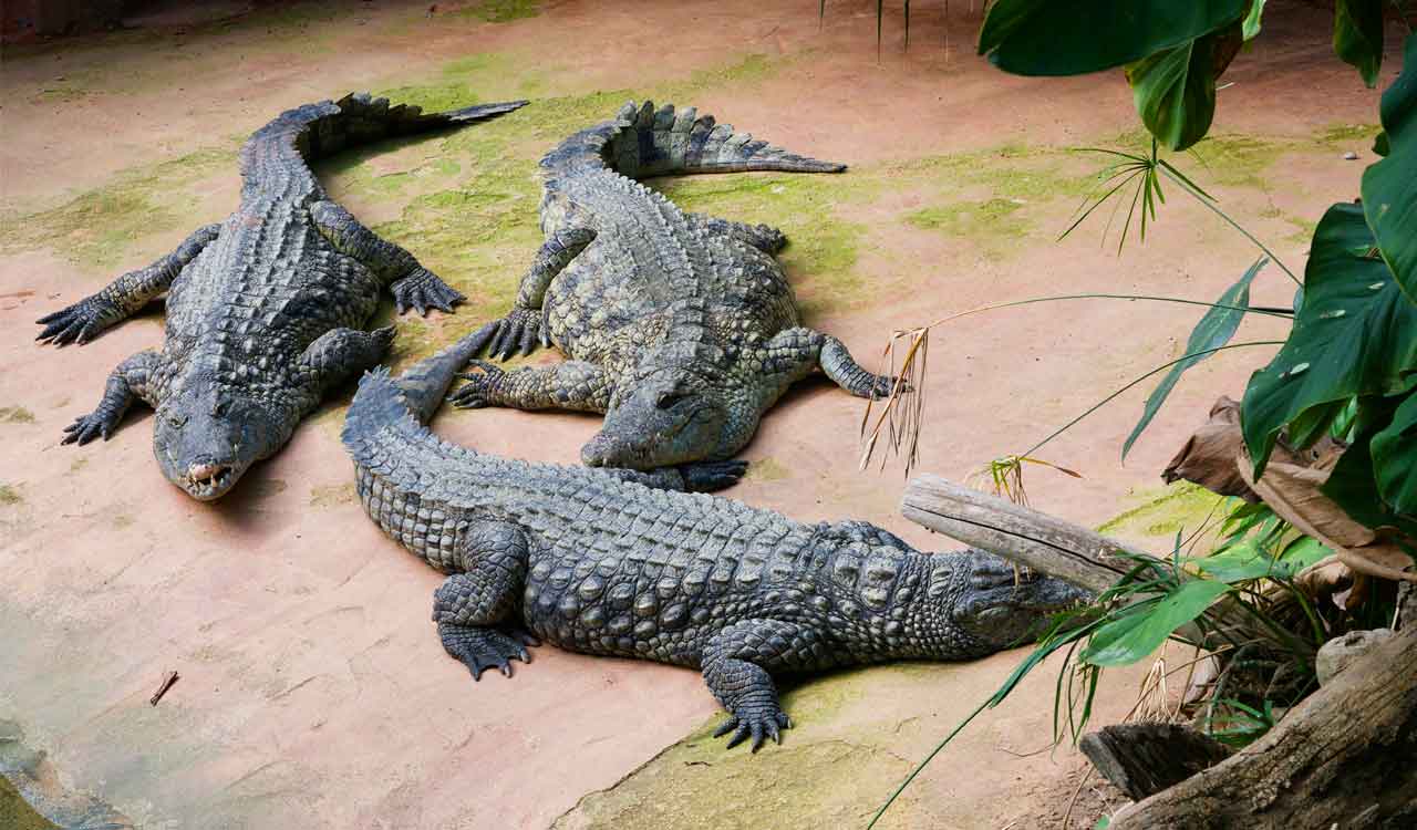 Gadwal: Three crocodiles spotted near Nettampadu village, residents on edge