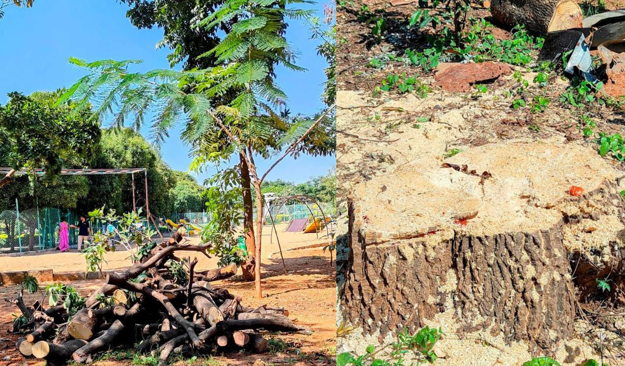 Decades-old tree chopped at Krishna Kanth Park sparks outrage among walkers