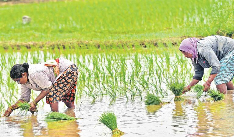 Telangana faces monocrop risk as Rabi paddy sowing surges