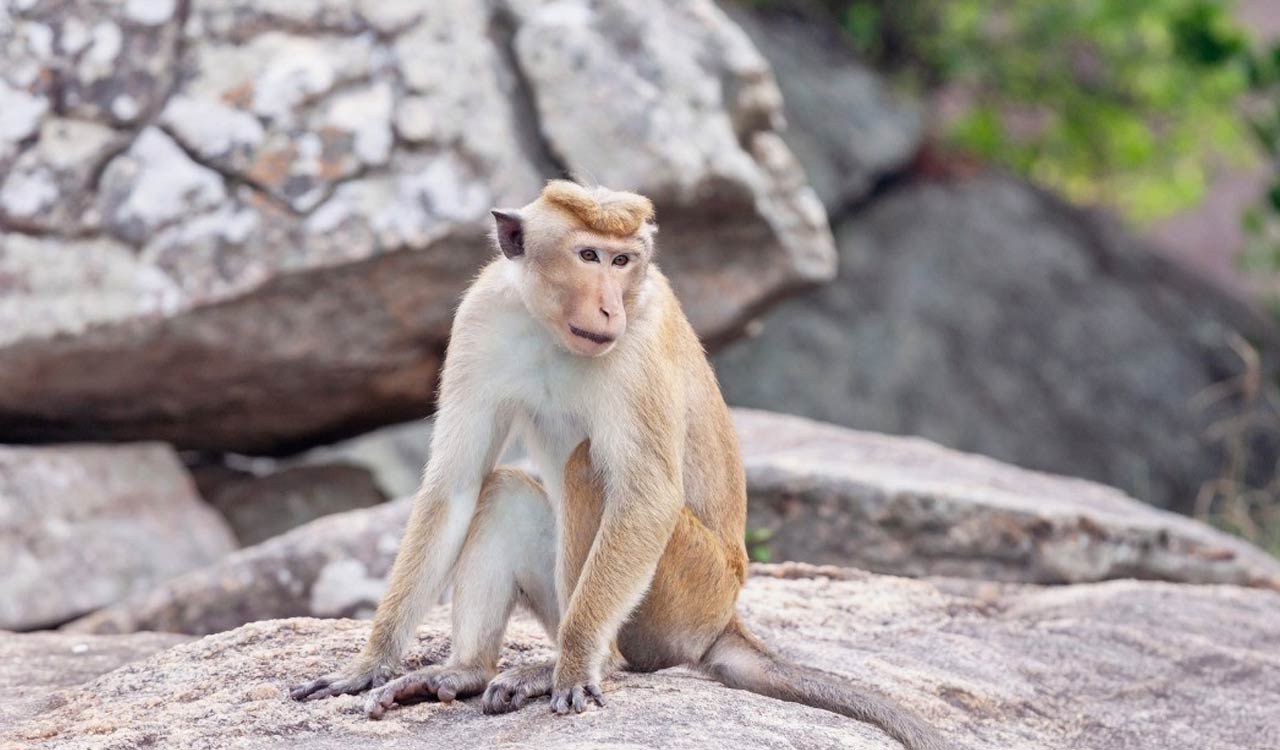 4,000 villagers attend monkey’s funeral feast in Rajgarh, MP