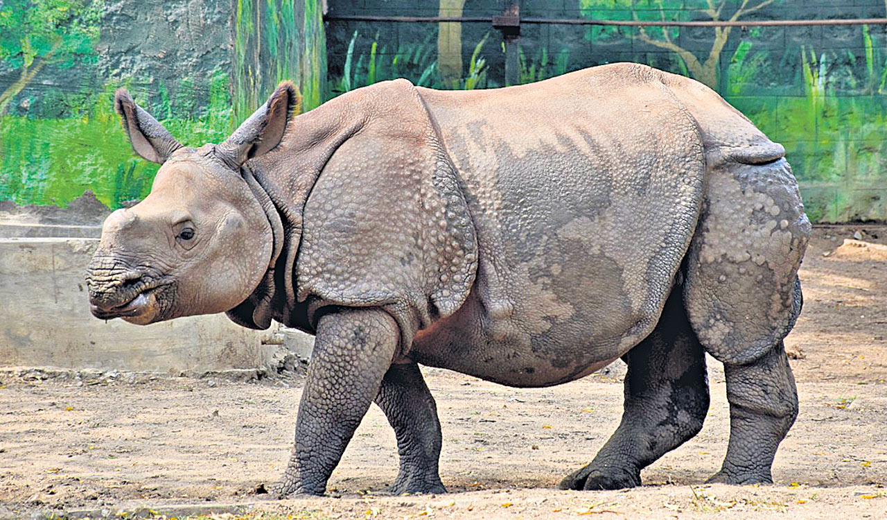 Hyderabad Zoo hosts gala birthday party for Prema the Rhino