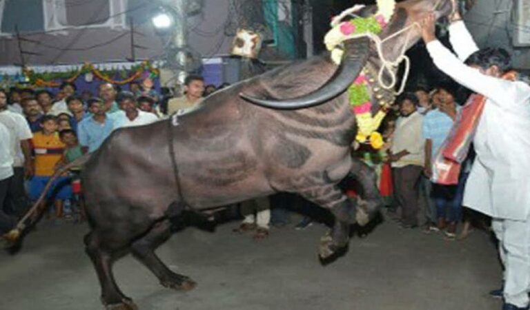 Boy injured as buffalo runs amok during Sadar festivities in Karimnagar