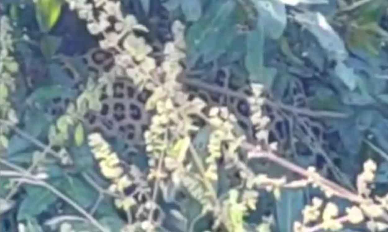Leopard sighting near Godugupally creates panic among villagers in Siddipet