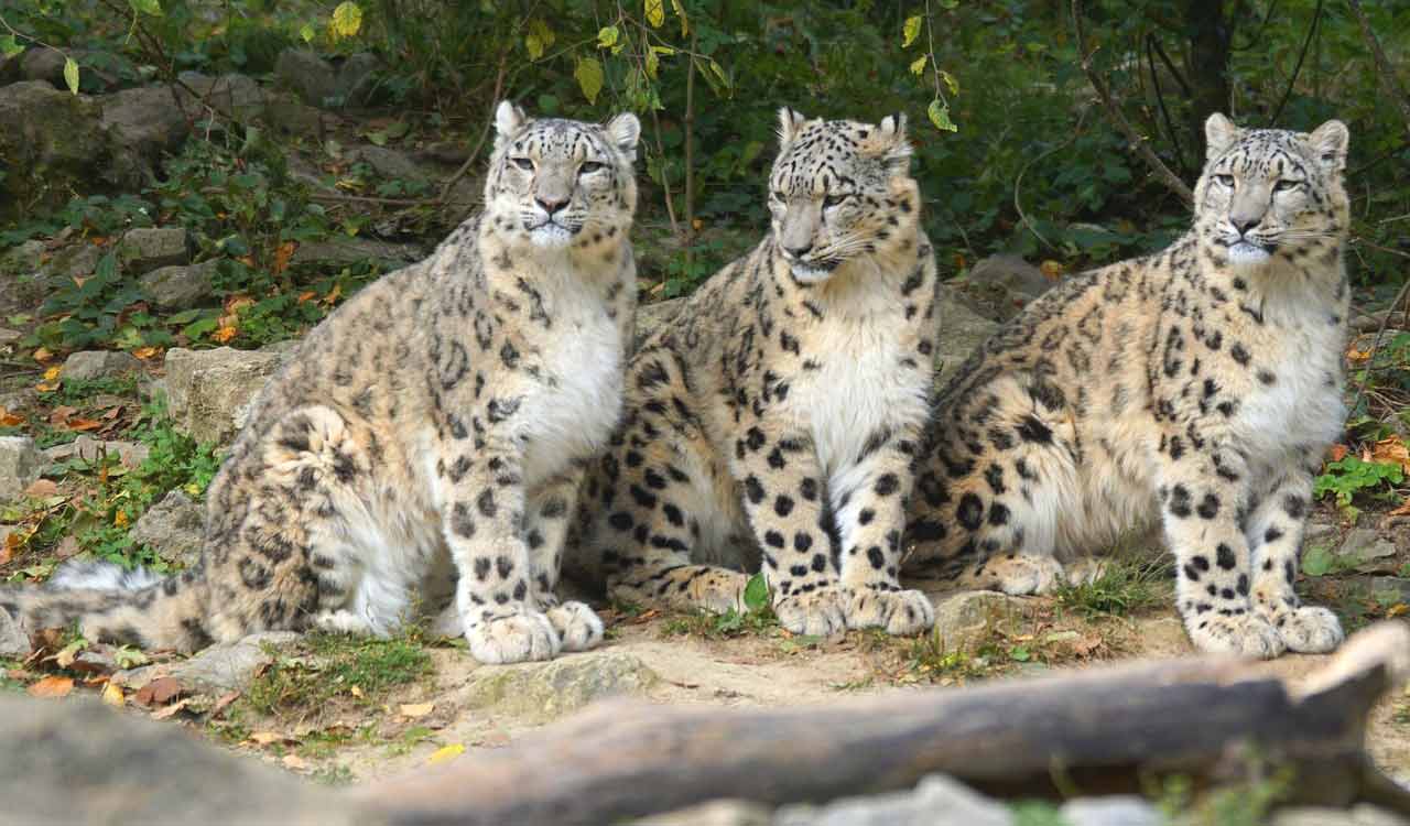 Snow leopard population in Himachal rises to 83, highest in upper Spiti and Pin valleys