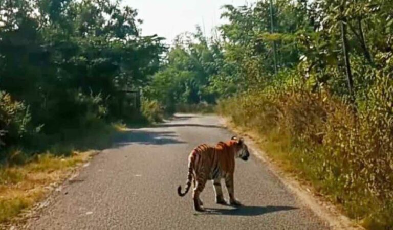 Telangana: AI-generated tiger images create fear in Toopran mandal