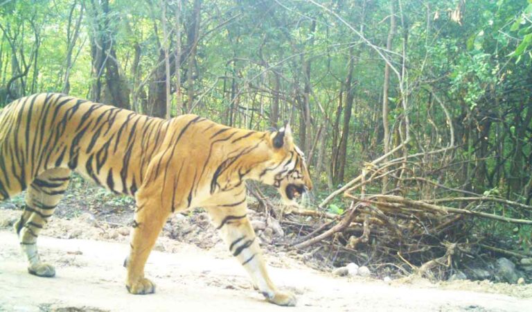 Movement of female tiger named L1 moving in the forests of Mancherial district captured on a CCTV camera trap.