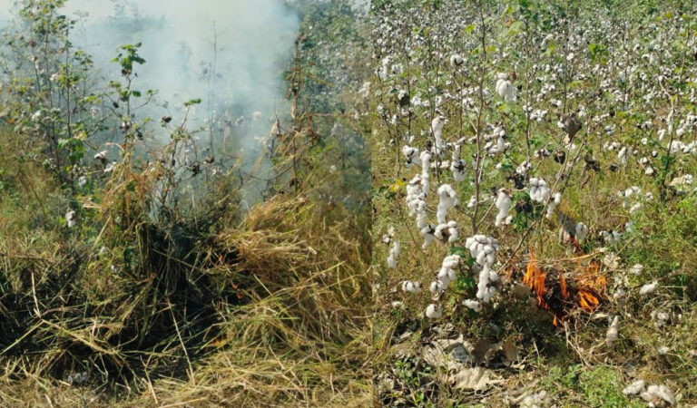 Distressed farmer burns four acres of cotton crop in Nagarkurnool
