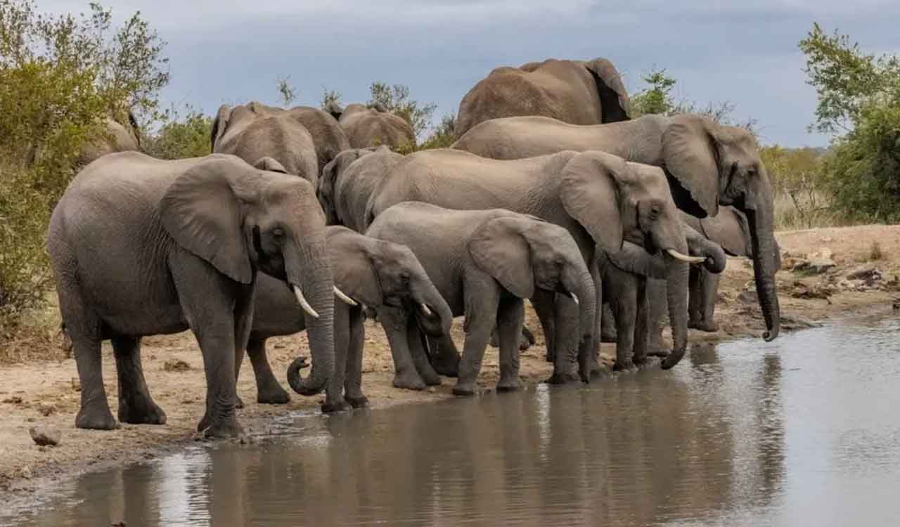 Four elephants fall into well in Chhattisgarh sanctuary; rescue operation underway