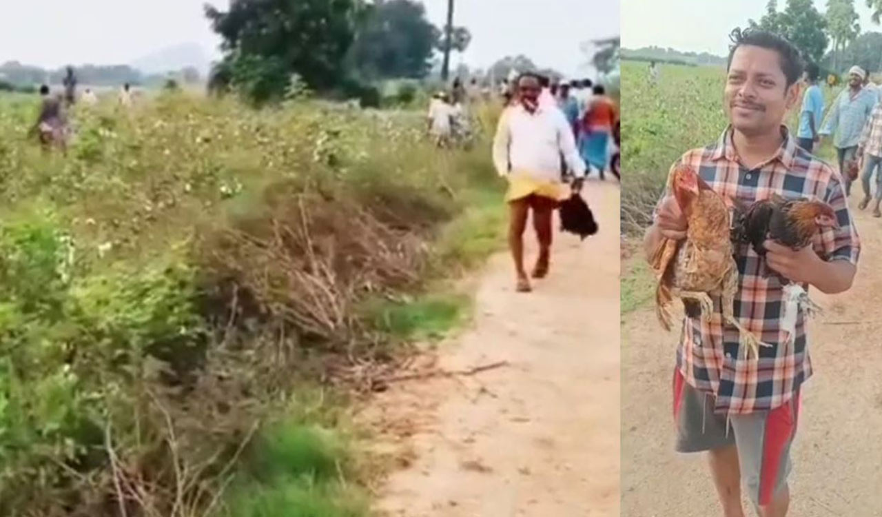Free chickens spark frenzy in Elkathurthi fields of Hanamkonda, video goes viral