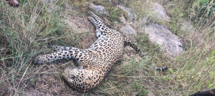 Leopard Found Dead In Siddipet 211