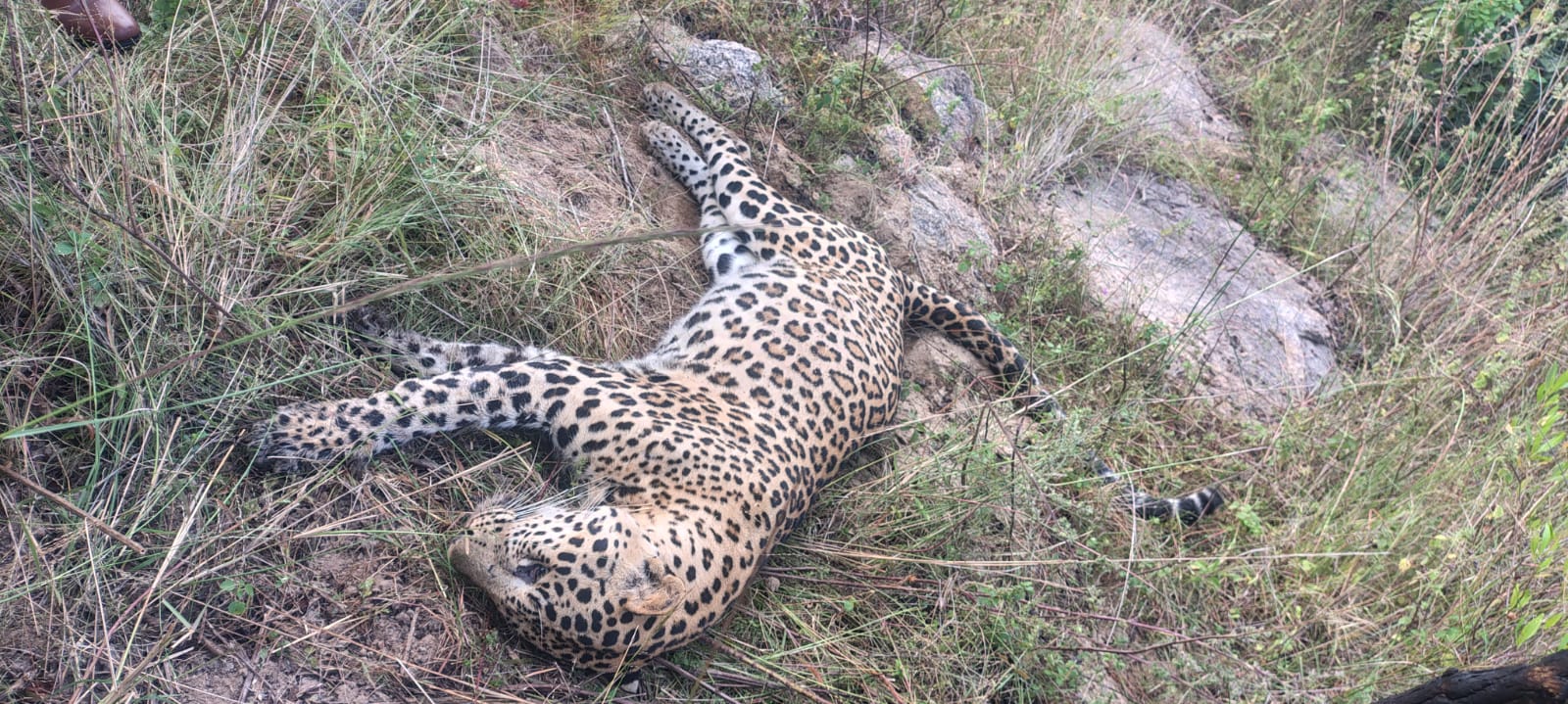 Leopard found dead a day after being spotted in Siddipet village