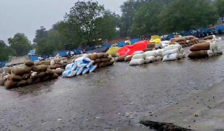 Sudden rains soak cotton, maize in Warangal’s Enumamula market