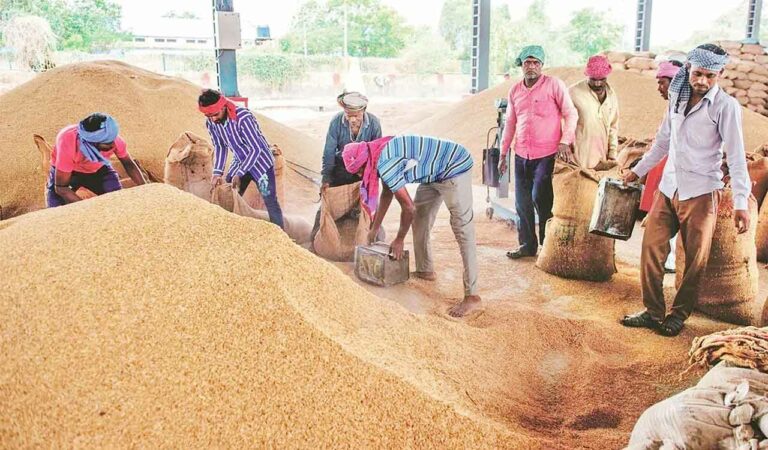 Paddy farmers at mercy of millers; Record harvest brings record hardships