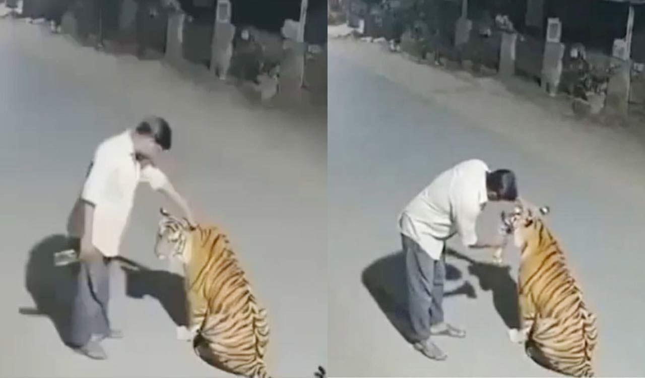 AI-generated video shows tiger drinking liquor; police issue notice to Insta user 