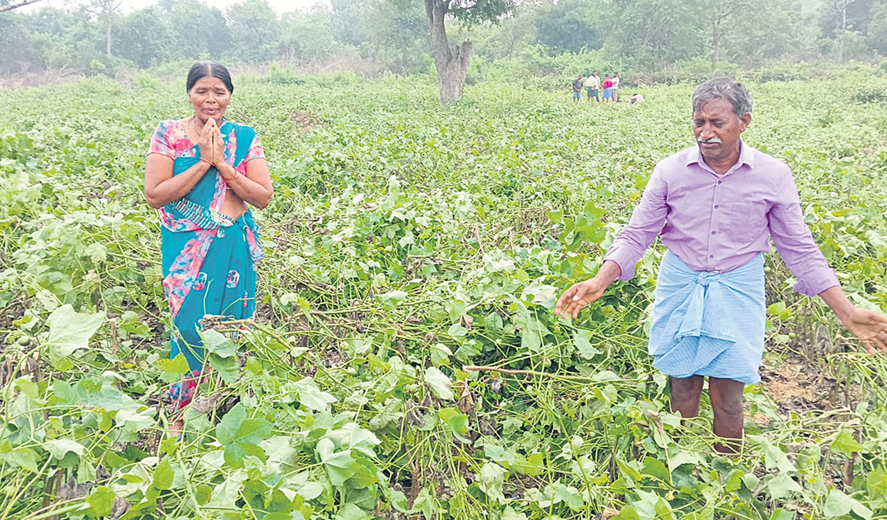 Forest officials destroys cotton crop in podu lands in Kothagudem