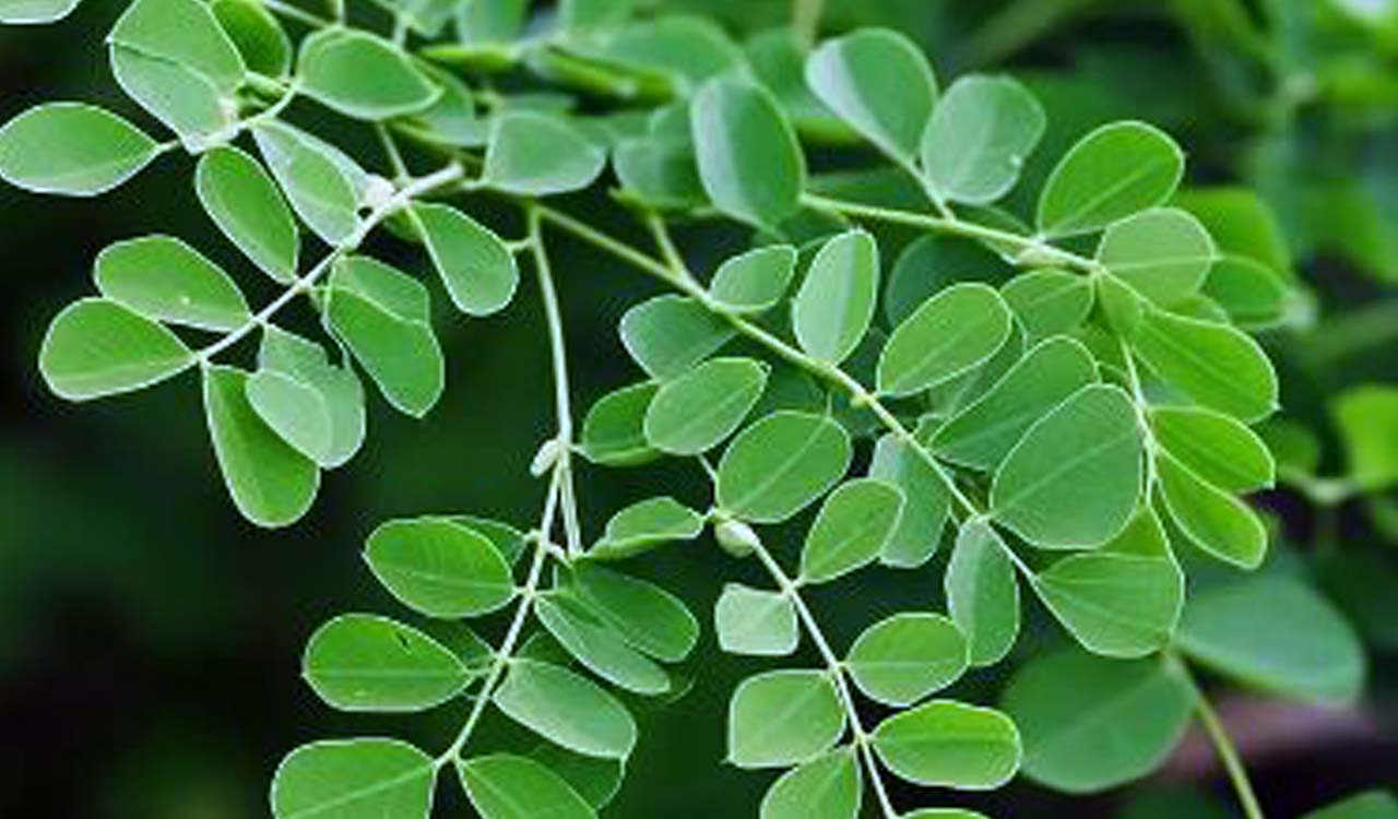 Moringa natural ally for safer, more comfortable period care: Experts