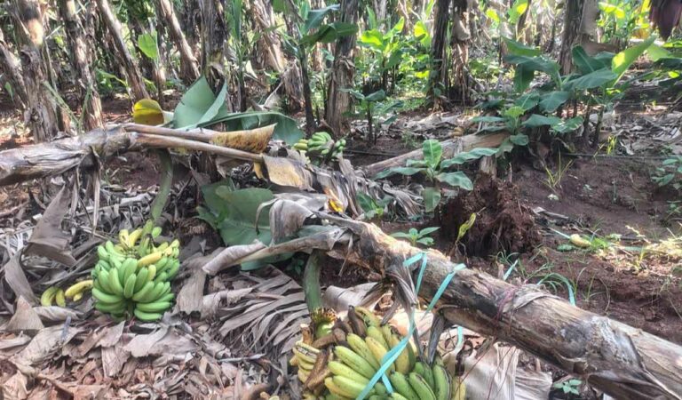 Banana farmers in Sangareddy destroy crops