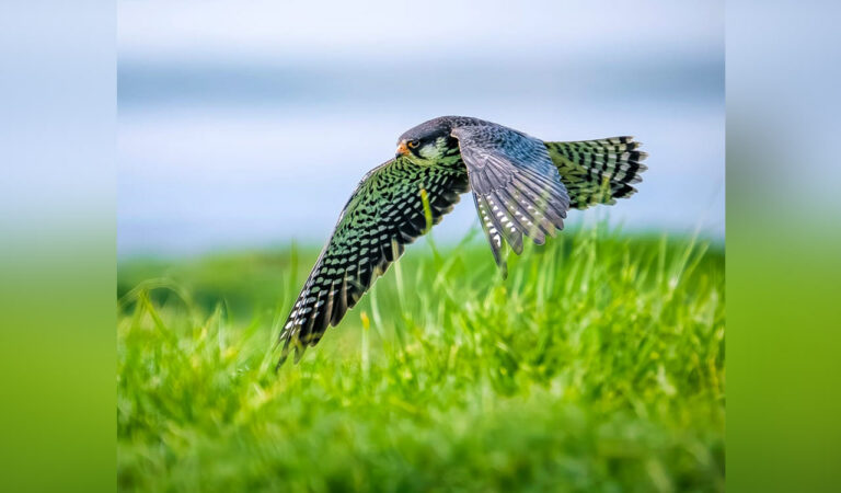 Rare Amur Falcon sighted near Sangareddy; birders call it a ‘dream encounter’
